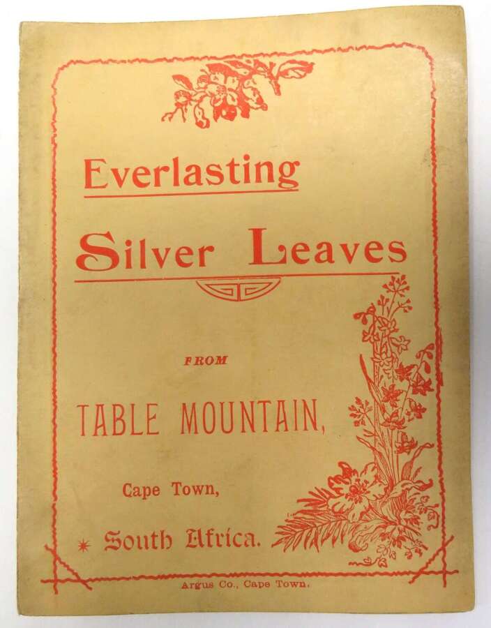 Boer War Period "Everlasting Silver Leaves" . Bought in South Africa